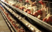 چه عواملی در مرغان تخمگذار بر تولید تخم مرغ موثر واقع می شوند؟